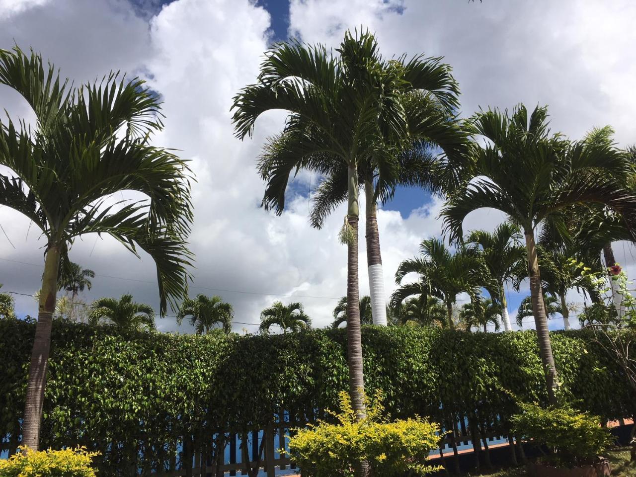 Tropics View Jamaica Hotell Hatfield Eksteriør bilde